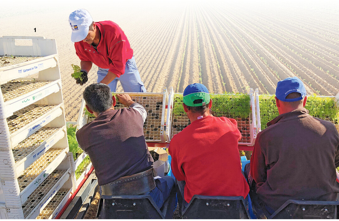 Beim Auspflanzen der vorgezogenen Setzlinge hei�t es f�r die Mitarbeiter des Betriebs Stolzenberger noch Hand anlegen.