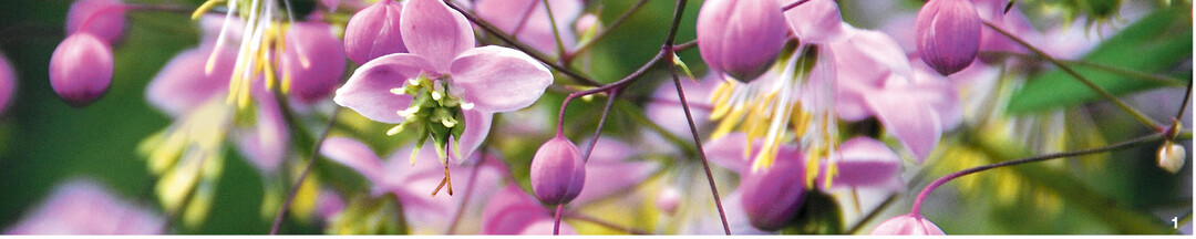 Die Nahaufnahme zeigt die filigrane Bl�tenstruktur der Wiesenrauten. Hier zu sehen bei Thalictrum rochebrunianum.