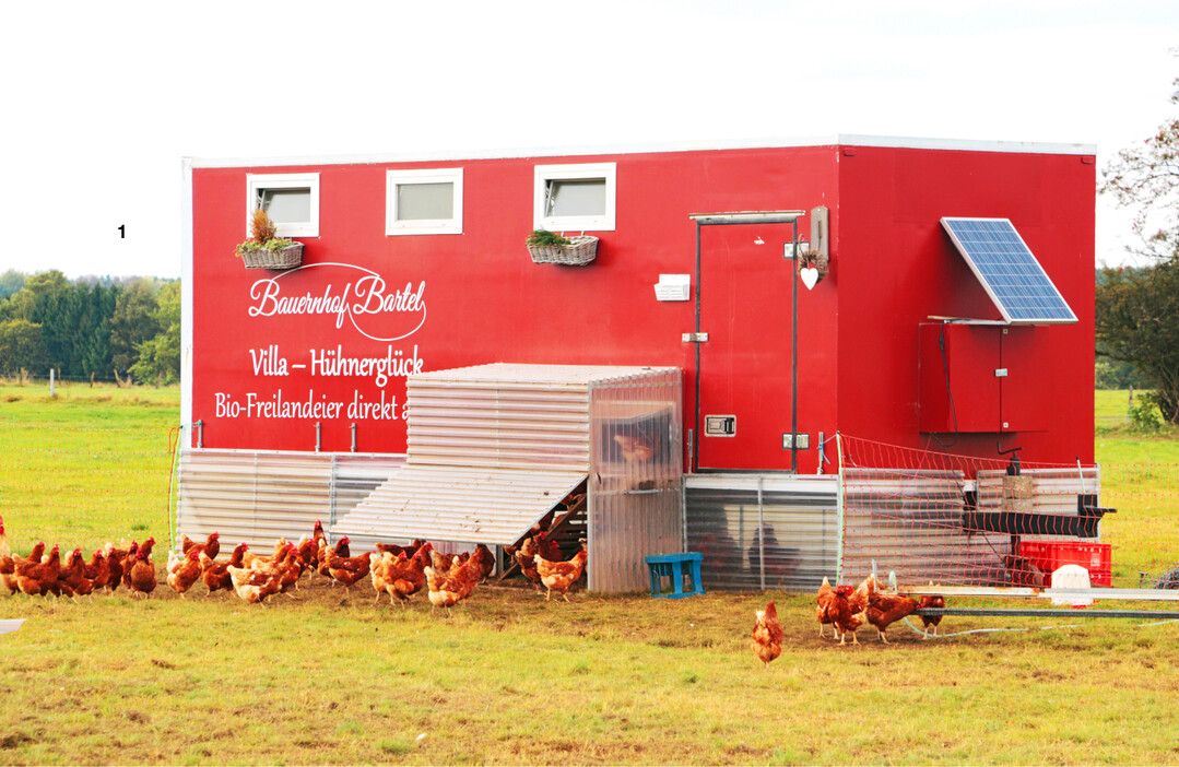 Gelungener Umbau eines K�hlkoffers, bei dem 200 Hennenpl�tze realisiert wurden.