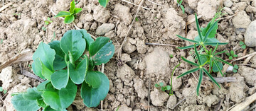 Ackerbohnen, Erbsen und Lupine im Gemenge mit 4,0 cm Saattiefe.