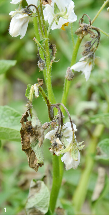 Phytophthora ist einer der Gründe, weshalb Kartoffeln häufig mit Kupfer behandelt werden.
