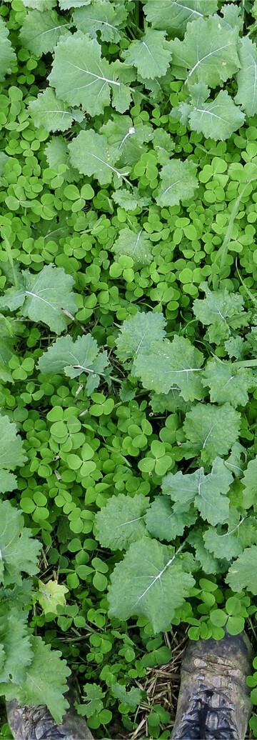 Begleitpflanzen wie beispielsweise Klee-Arten können den Rapsanbau auf vielfältige Weise bereichern.