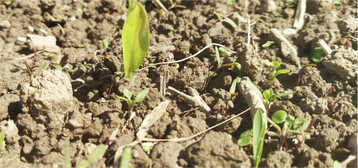 Vor allem bei Problemunkr�utern in Mais ist nun die Zeit zum Durchgreifen gekommen.