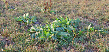 Tiefwurzler profitieren in Trockenphasen. Leider gilt dies auch für den Ampfer.