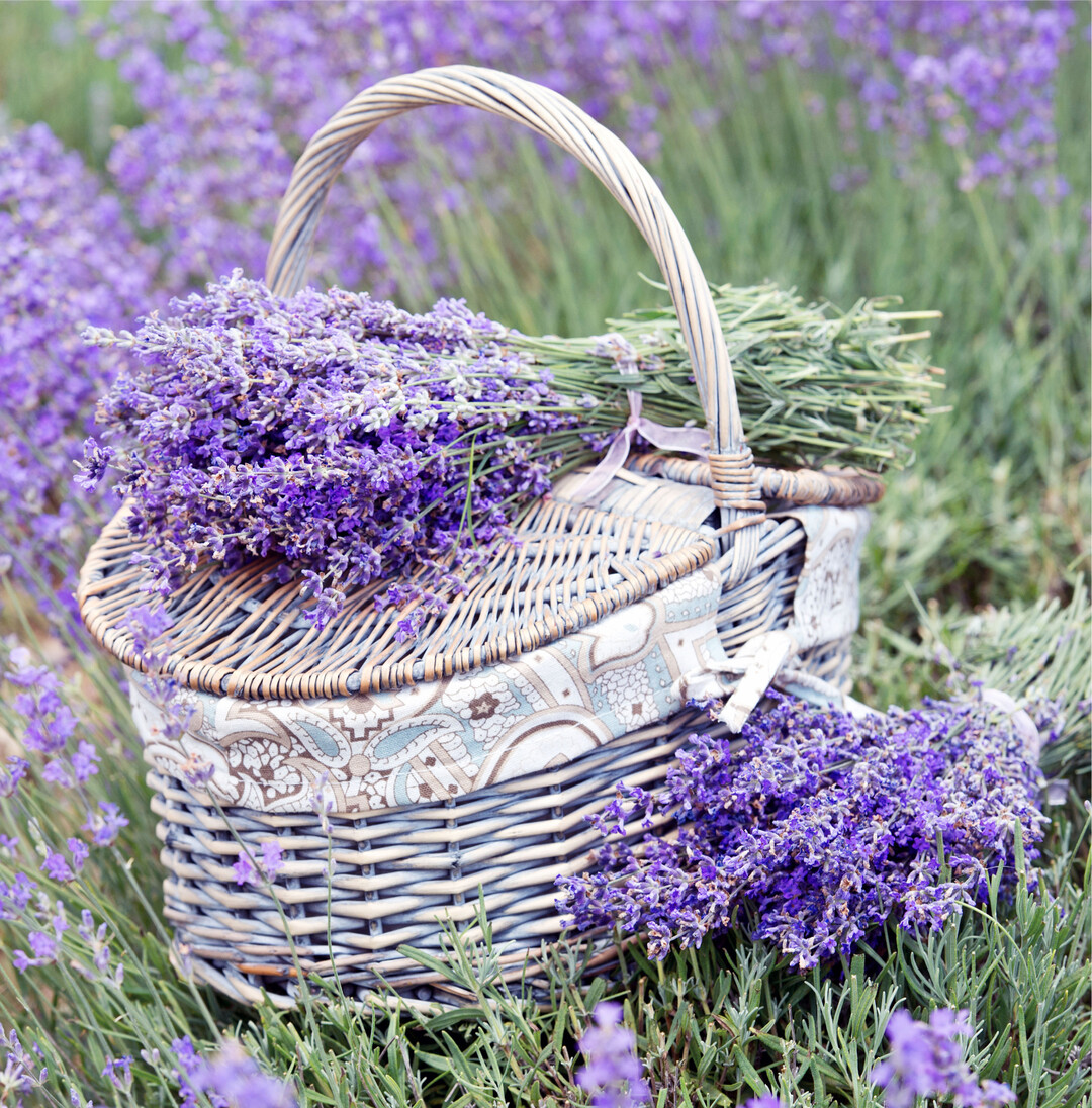 Lavendel bezaubert mit dem intensiven Blau seiner Bl�ten und ihrem Duft. Dieser schmeichelt nicht nur der Nase, sondern wird direkt in das Gef�hlszentrum des Gehirns geleitet. Lavendel entspannt bei Stress, innerer Unruhe und hilft bei Einschlafst�rungen. Wer den echten Lavendel im Garten hat, kann als Duftdepot kleine Str�u�chen binden oder die trockenen, abgerebelten Bl�ten in Stoffs�ckchen f�llen. Am Abend entspannt ein Lavendeltee.