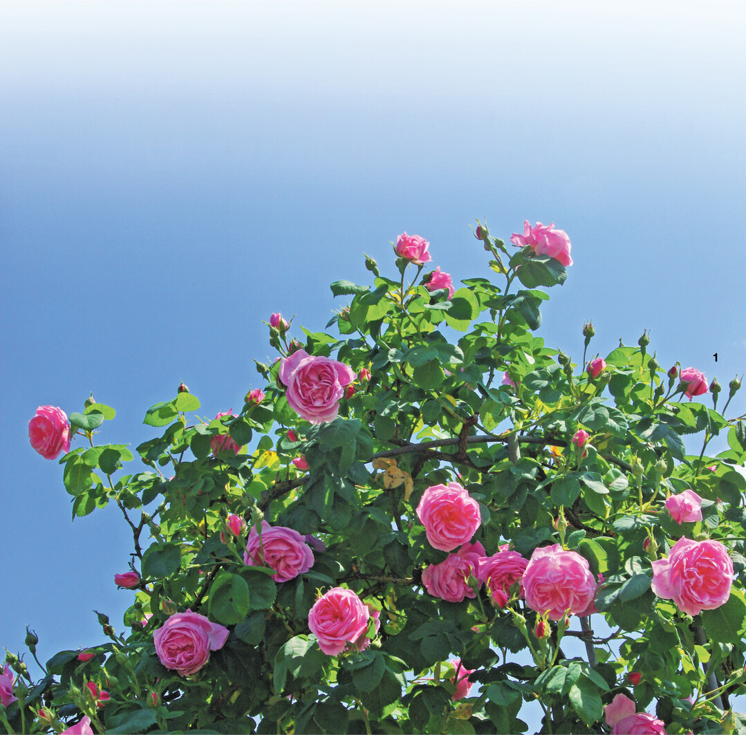 Die Sorte "Bourbon Queen" bl�ht reich und bildet im Herbst attraktive Hagebutten.