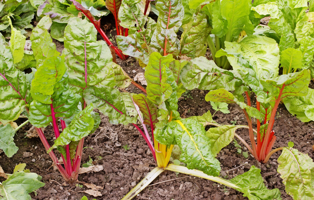 Mangold f�hlt sich im Halbschatten wohl.