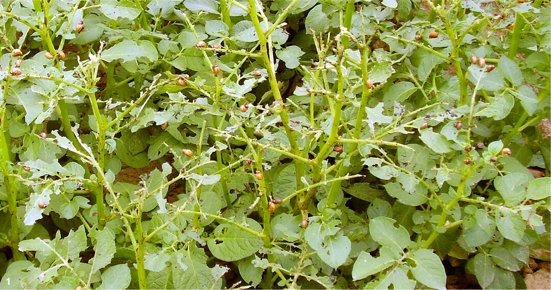 Je gr��er die Kartoffelk�ferlarven, desto st�rker der Blattfra�. Sind mehr als zehn Prozent der Blattfl�che gesch�digt, kann es bereits zu gr��eren wirtschaftlichen Einbu�en kommen.