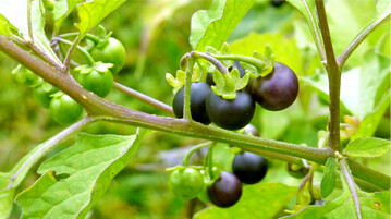 Schwarzer Nachtschatten ist im Herbst gut an seinen schwarzen, fleischigen Beeren zu erkennen.