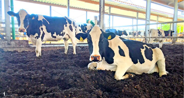 Die Kühe liegen auf der Kompostmatratze aus Waldhackschnitzeln und Dinkelspelzen wie auf der Weide.