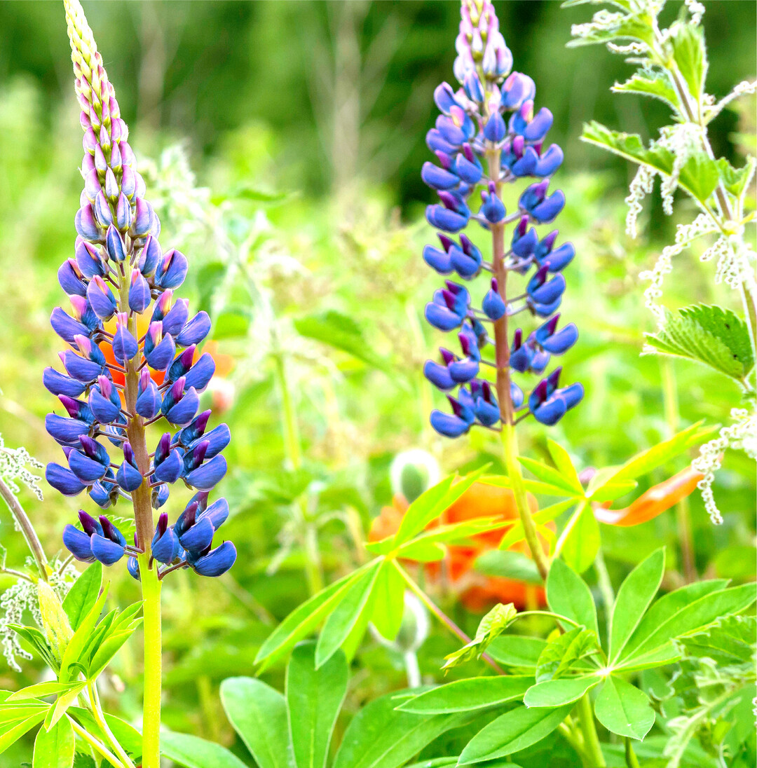 Neue Wilde Mit Hilfe des Menschen und der modernen Transportmittel reisen Pflanzen viel schneller und weiter, als es ihnen nat�rlicherweise m�glich w�re. Viele der beabsichtigt oder unbeabsichtigt eingebrachten Pflanzenarten k�nnen sich in der neuen Heimat dauerhaft ansiedeln. Einige von ihnen, wie die vielbl�ttrige Lupine, sind bereits seit langem in unsere Flora integriert. Manche besiedeln in urbanen Lebensr�umen Standorte, die von heimischen Arten nicht besetzt werden und k�nnen somit zur Begr�nung und zum Erhalt eines angenehmen Stadtklimas beitragen. In nat�rlichen und naturnahen Lebensr�umen breiten sich neu eingebrachten Arten allerdings mitunter auf Kosten der heimischen Flora aus, verdr�ngen urspr�ngliche Arten und bringen das Miteinander verschiedener Tier-und Pflanzenarten aus dem Gleichgewicht. Unter dem Titel Neue Wilde  Globalisierung in der Pflanzenwelt" bieten die Botanischen G�rten in Hohenheim, T�bingen und Ulm im Rahmen der Woche der Botanischen G�rten vom 11. bis 19. Juni spannende Informationen zum Thema Neophyten an. Auf 14 gro�formatigen Tafeln in den Pflanzensystemen werden Reisewege und Pflanzeneigenschaften, die Invasit�t beg�nstigen, ebenso thematisiert wie die Bedeutung von Botanischen G�rten und Privatg�rten als Keimzelle f�r die Ausbreitung.