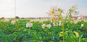 Fachleute zeigen mehr als 20 Sorten aus dem �ko-Kartoffelanbau, darunter zahlreiche Neuz�chtungen.