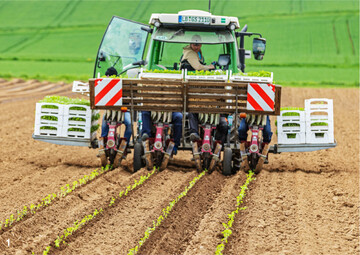 Daniel Grieshaber beim Setzen der Selleriepflanzen.