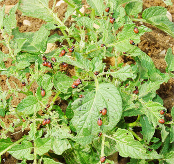 Bei verst�rkter Vermehrung verursachen die Larven Skelettier- und Kahlfra�, der Ertrag und Qualit�t der Kartoffeln erheblich beeintr�chtigt.