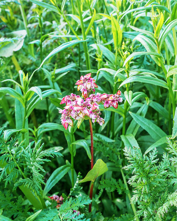 Der erfolgreiche Anbau von Zwischenfr�chten beginnt schon lange vor der Aussaat.