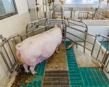 Ferkelf�hrende Sauen sollte man dreimal t�glich f�ttern, damit sie w�hrend dieser Zeit nicht zu viel Gewicht verlieren.