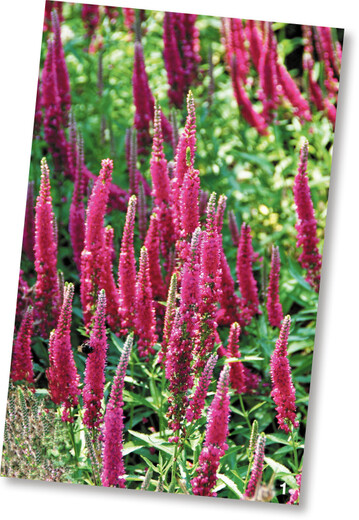 Rotfuchs ist eine langlebige Veronica spicata-Sorte mit leuchtend rosarot gefärbten Blütenähren, die gern von Insekten angeflogen werden.