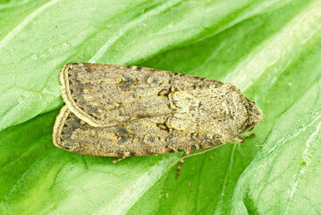 Die Wintersaateule ist hierzulande heimisch und die h�ufigste der landwirtschaftlich relevanten Eulenfalterarten. Insbesondere in warmen, trockenen Jahren kommt es zur Massenvermehrung. Doch selten gibt es gr��ere Sch�den an Kulturpflanzen.