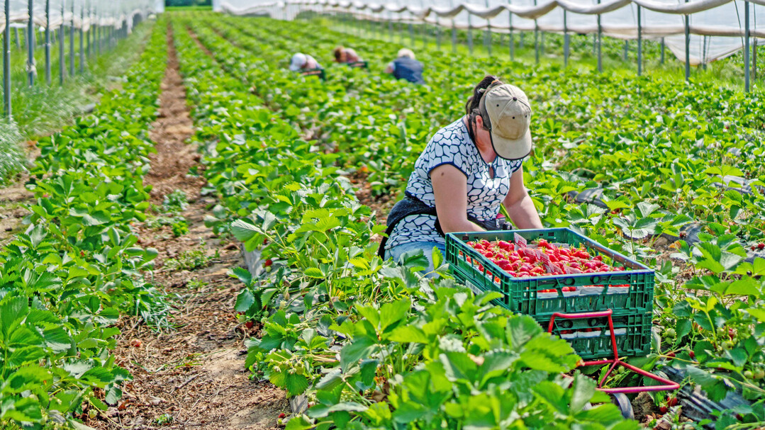  In den Sonderkulturen ist der Einsatz von Saisonarbeitskr�ften unverzichtbar � und zu teuer.