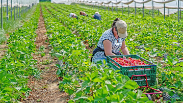  In den Sonderkulturen ist der Einsatz von Saisonarbeitskr�ften unverzichtbar � und zu teuer.