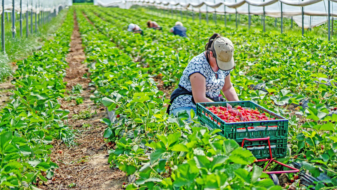  In den Sonderkulturen ist der Einsatz von Saisonarbeitskr�ften unverzichtbar � und zu teuer.