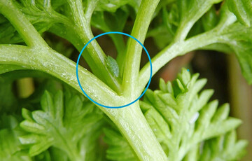 Diese Gierschlaus fühlt sich wohl in Petersilie.