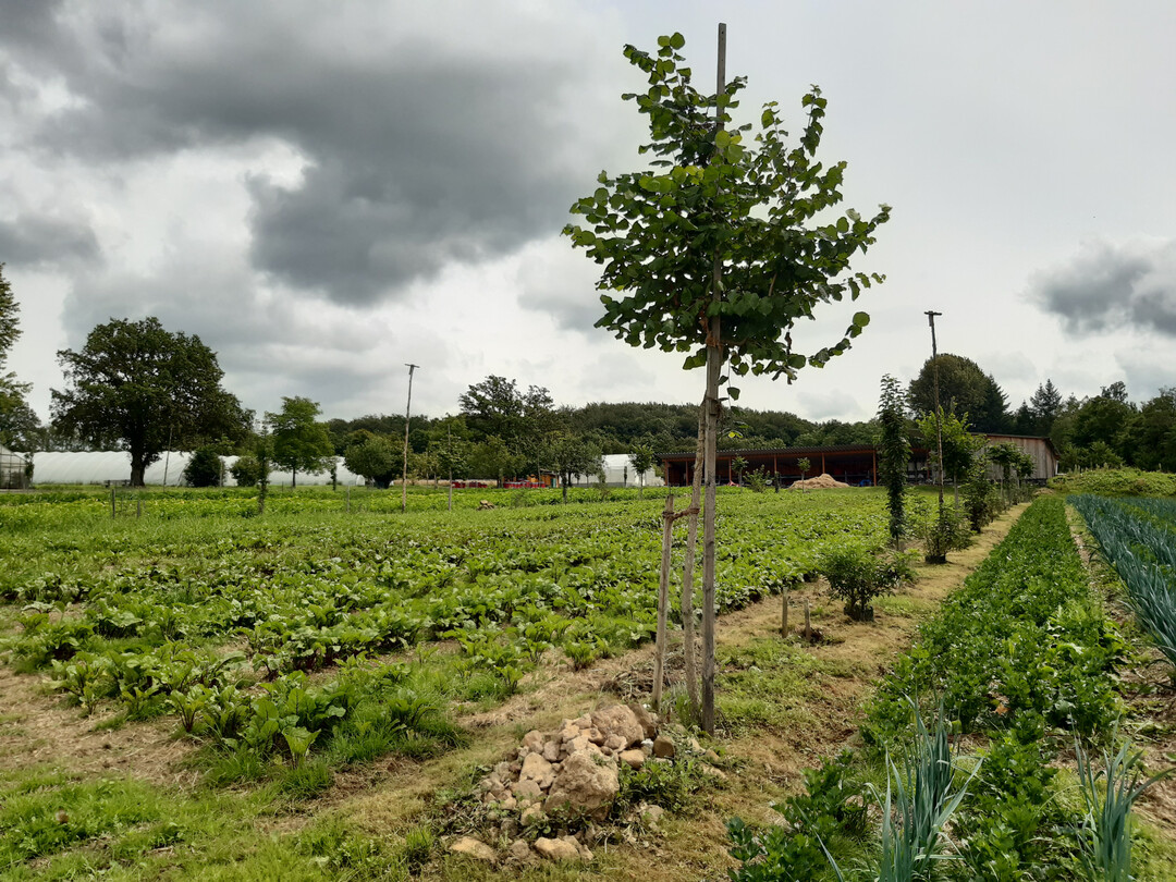 Agroforstsysteme funktionieren in unterschieldichen Kulturen.