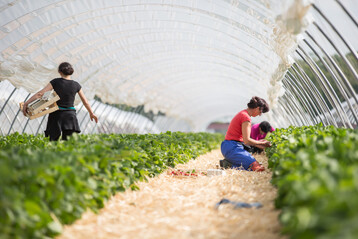 Laut CDU ist eine Sonderregelung f�r den Mindestlohn wichtig, um die heimische Versorgungssicherheit zu stabilisieren. 