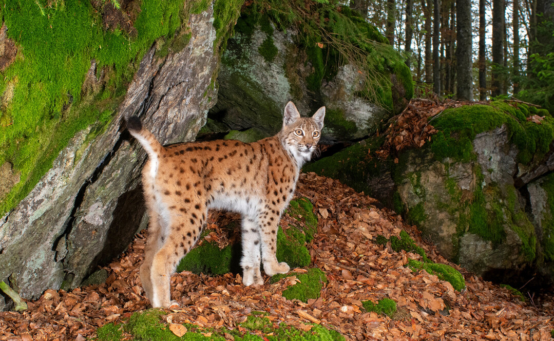 Zw�lf Luchse wurden seit 2015 im Schwarzwald erfolgreich besendert. 