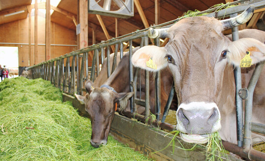 Ein wichtiger Punkt f�r die Abgeordneten des Landwirtschaftsausschusses ist eine verbesserte EU-Koordinierung bei Impfstrategien, Fr�herkennungssystemen und Datenaustausch.