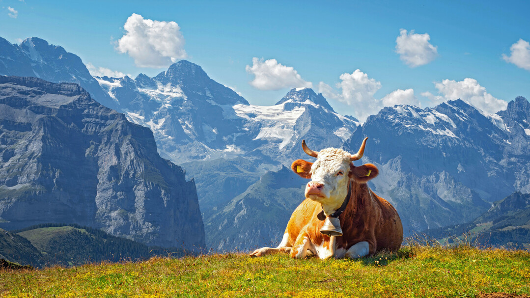 Durch die Eink�rzungen h�tten die landwirtschaftlichen Betriebe im Schnitt Einbu�en von mehr als 5000 Franken (5487 Euro) pro Jahr gehabt, betonte der Schweizer Bauernverband. 