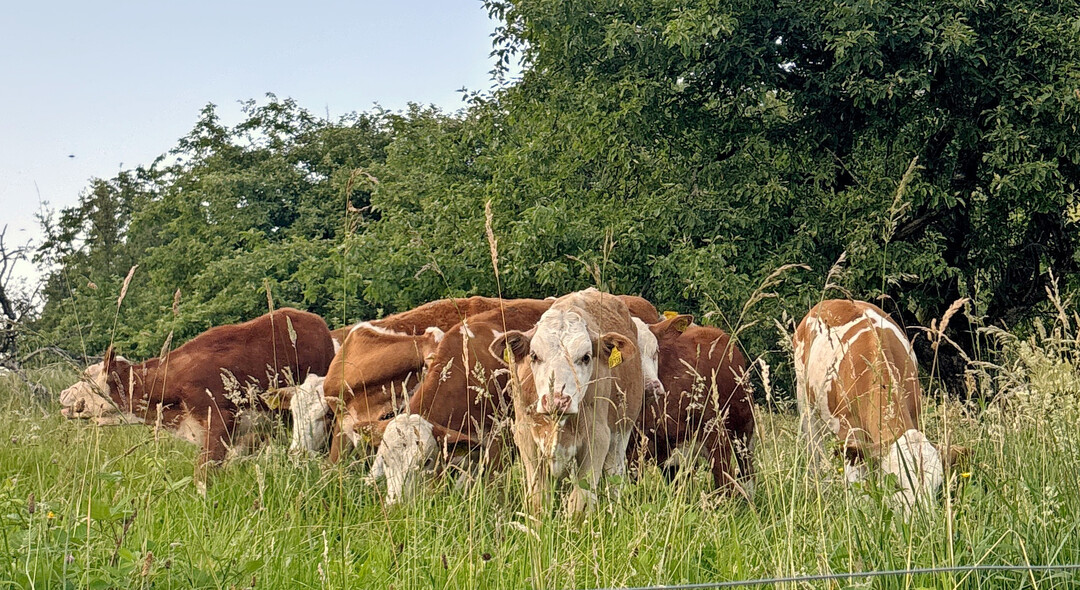 Die Initiativplattform des BRS �Gesundes Kalb | Gesunde Kuh" bietet fachliche Empfehlungen zur Parasitenkontrolle, Euter-, K�lber-, Stoffwechsel- und Klauengesundheit f�r Landwirte und Landwirtinnen.