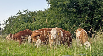 Die Initiativplattform des BRS �Gesundes Kalb | Gesunde Kuh" bietet fachliche Empfehlungen zur Parasitenkontrolle, Euter-, K�lber-, Stoffwechsel- und Klauengesundheit f�r Landwirte und Landwirtinnen.