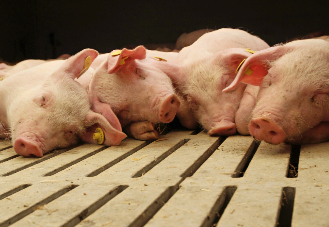 Tiernahrung f�r Schweine bleibt der nach Menge und Wert gr��te Bereich innerhalb der Mischfutterherstellung.   