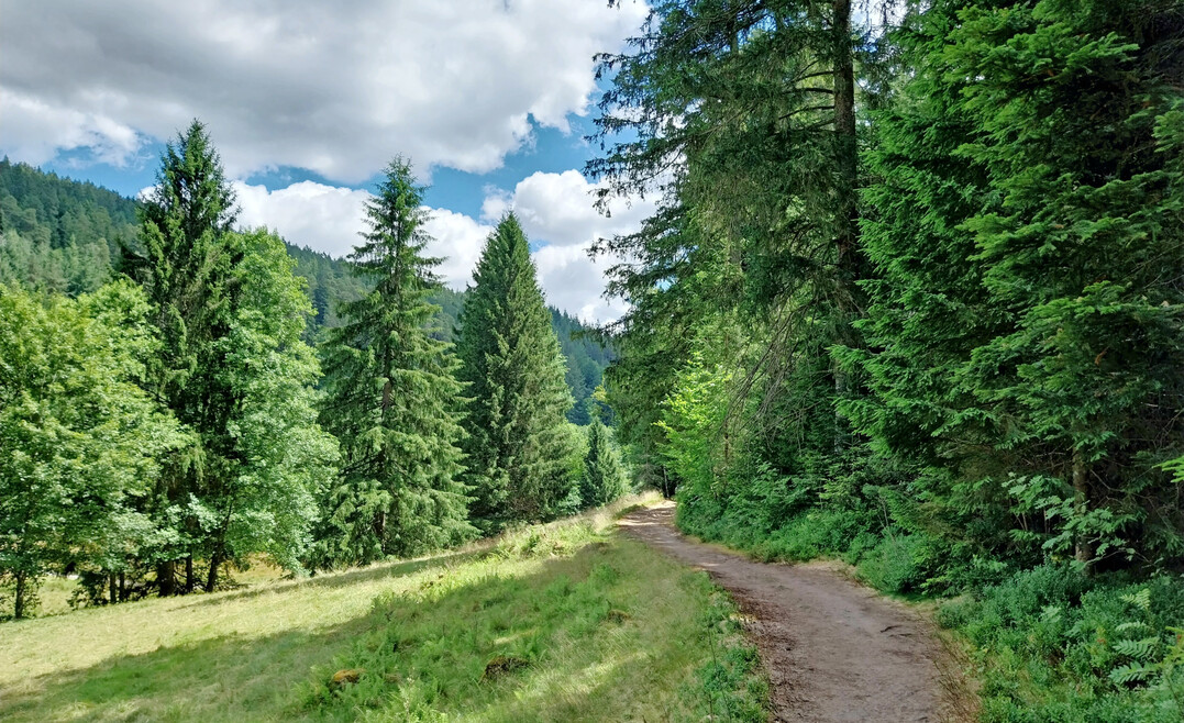 Wird die �Null-Risiko-Variante� nicht umgesetzt, sollten zumindest weitere Verbesserungen f�r Kleinst- und Kleinunternehmen der Prim�rproduktion von Holz und Rindern sichergestellt werden.