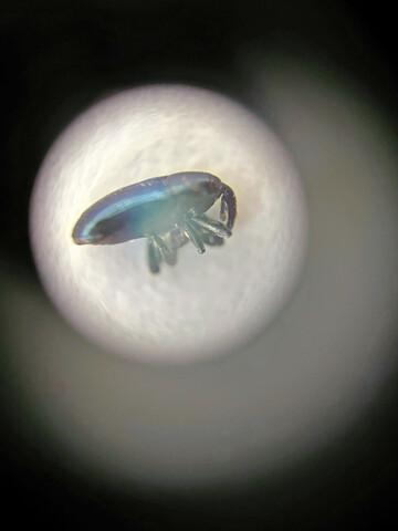 Auch der blaue Mauszahnr�ssler wurde 2026 in Gelbschalen in Raps gefunden. Ob von ihm ein Schadpotential ausgeht, ist noch nicht bekannt.