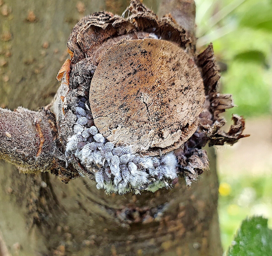 Mit den w�rmeren Fr�hlingstemperaturen werden die Larven der Apfelblutlaus aktiv. Sie wandern aus ihren Verstecken in die Krone. Besonders bevorzugt werden junge Triebe, frische Schnittstellen und andere verletzte Gewebebereiche. Im Bild � eine Blutlauskolonie an einem Aststumpf.