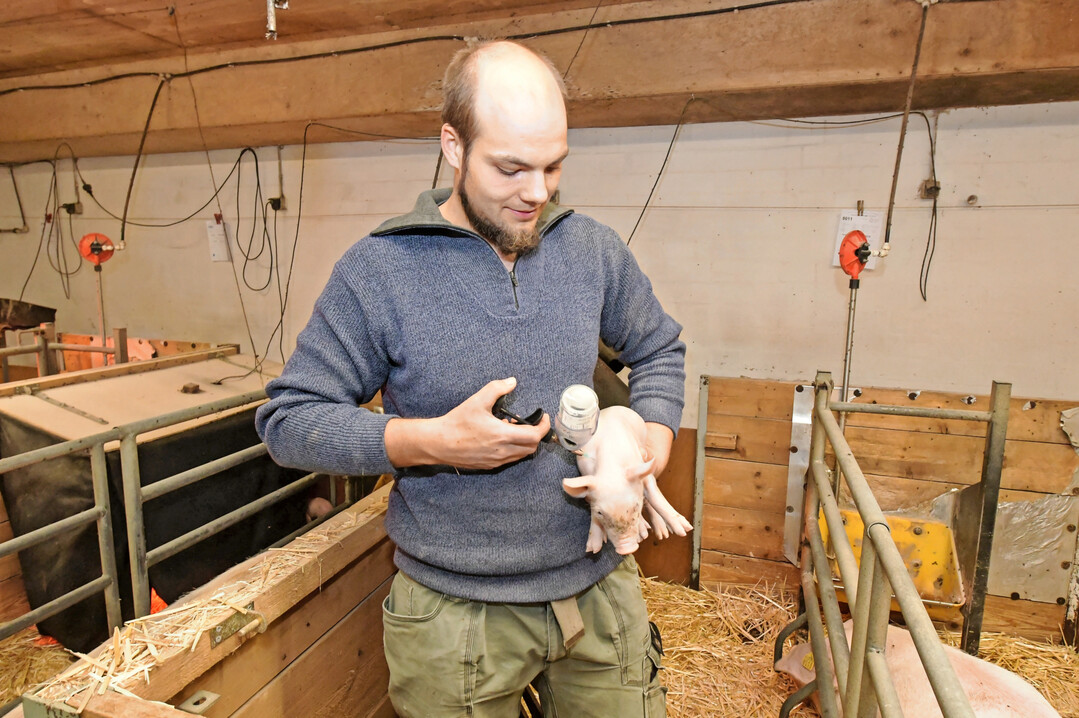 Damit Ferkel eine aktive Immunit�t aufbauen k�nnen, sollten sie ab der zweiten Lebenswoche gegen das Circovirus geimpft werden.