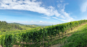 Rebanlage in der Ortenau, Baden-W�rttemberg.