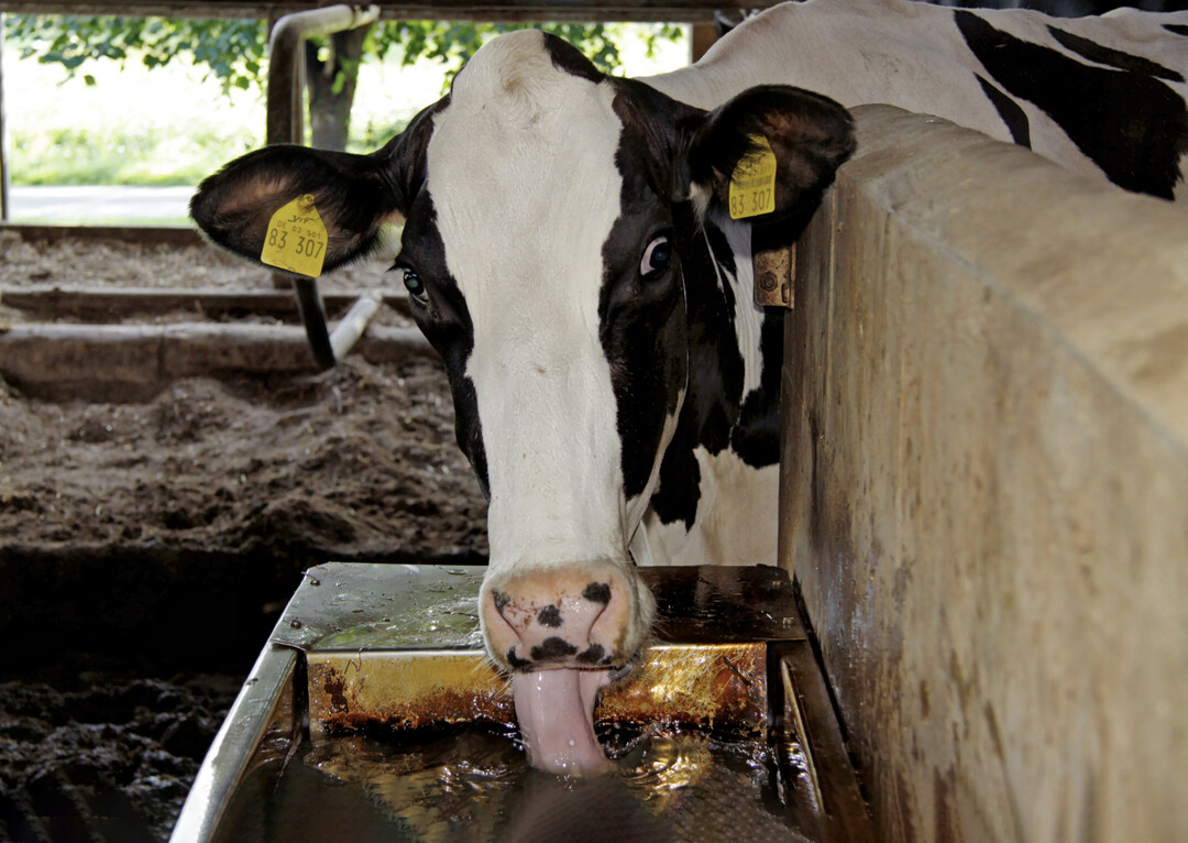1 Bei hohen Temperaturen steigt der Wasserbedarf bei K�hen auf bis zu 180 Liter pro Tag.