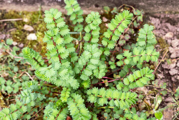 Pimpinelle oder Kleiner Wiesenknopf (Sanguisorba minor) ist ein aromatisches K�chenkraut.
