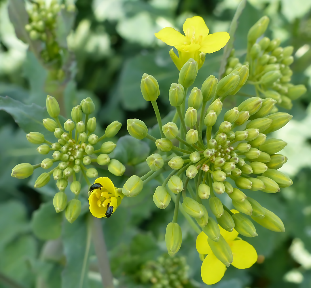 Zwei Rapsglanzk�fer an einer bereits ge�ffneten Rapsbl�te. Hier ist Behandlung nicht mehr erforderlich, da die K�fer direkt an die Pollen kommen und nicht mehr die Knospen und den Fruchtknoten besch�digen.