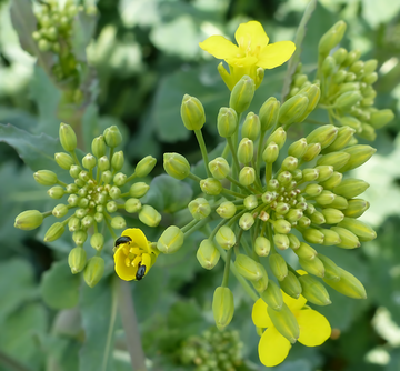 Zwei Rapsglanzk�fer an einer bereits ge�ffneten Rapsbl�te. Hier ist Behandlung nicht mehr erforderlich, da die K�fer direkt an die Pollen kommen und nicht mehr die Knospen und den Fruchtknoten besch�digen.
