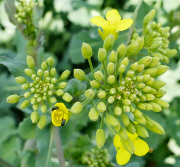 Zwei Rapsglanzk�fer an einer bereits ge�ffneten Rapsbl�te. Hier ist Behandlung nicht mehr erforderlich, da die K�fer direkt an die Pollen kommen und nicht mehr die Knospen und den Fruchtknoten besch�digen.