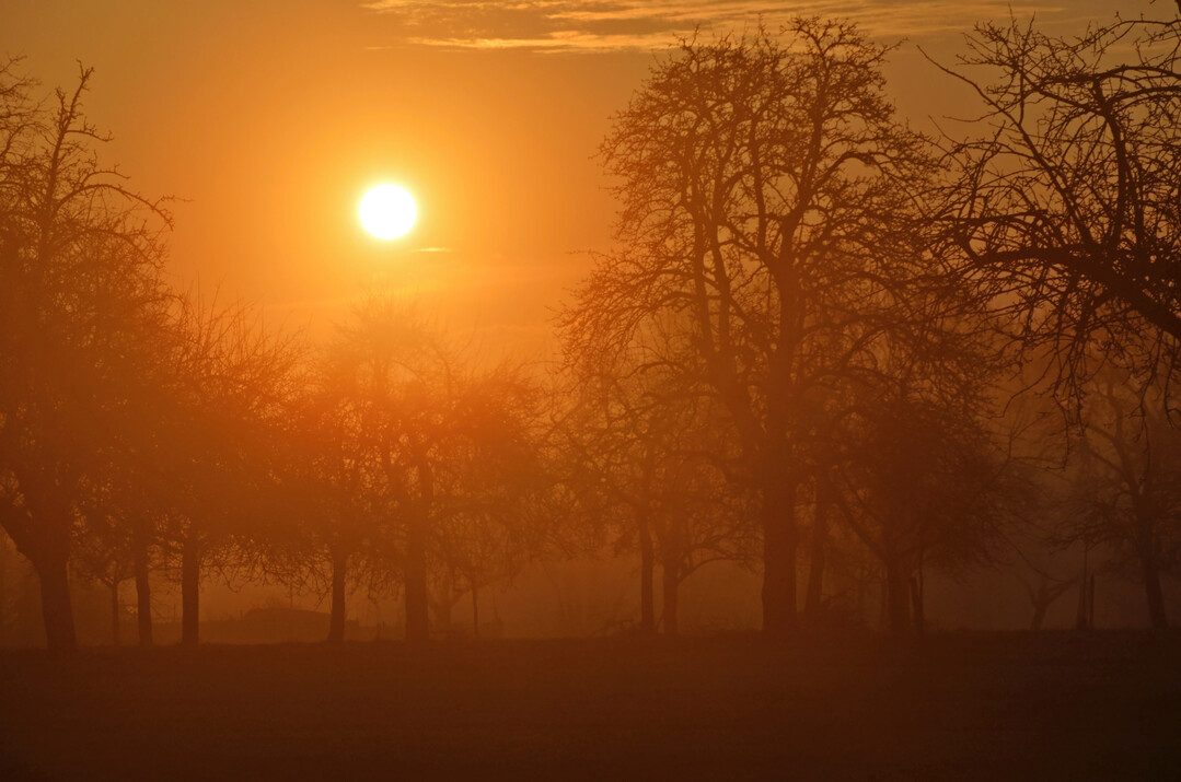 Sonnenaufgang auf der Plieninger Streuobstwiese.