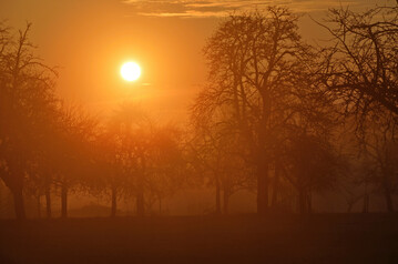 Sonnenaufgang auf der Plieninger Streuobstwiese.