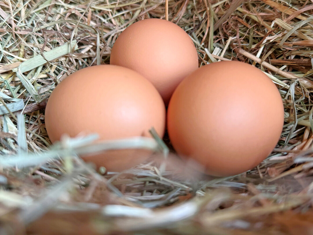 Hühnereier im Nest.