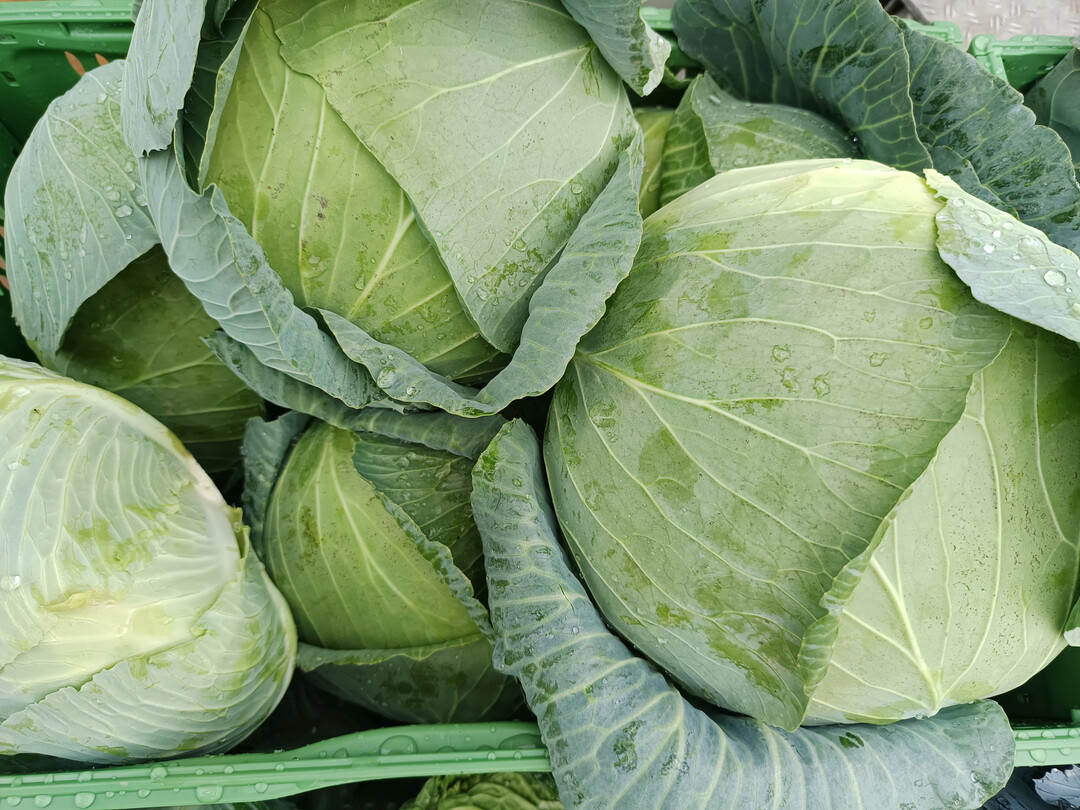 Die Ernte von Wei�- und Rotkohl lag 2025 deutlich �ber dem zehnj�hrigen Mittel.