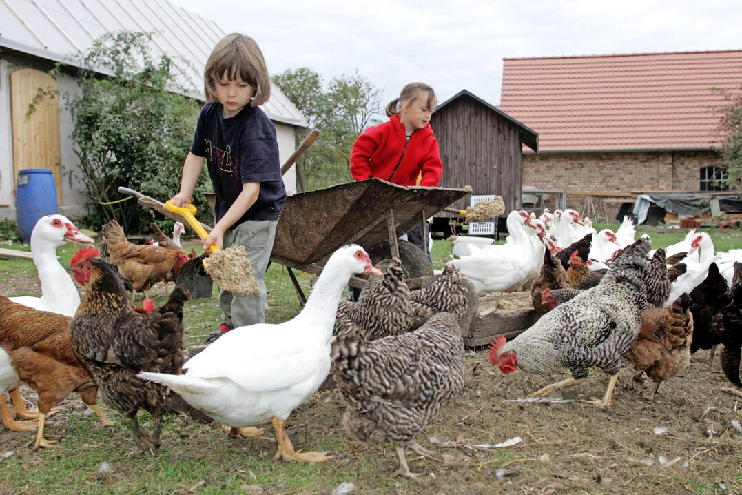 Wenn Kinder auf dem Ferienhof mit anpacken d�rfen, sollte das auf der Homepage stehen. Das spricht Familien als Zielgruppe an.