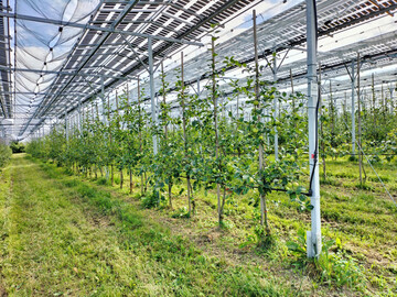 Modellanlage am Kompetenzzentrum Obstbau Bodensee mit festaufgest�nderten Solarmodulen, einem Trackersystem und einer Hagelnetzvariante als Kontrolle. 